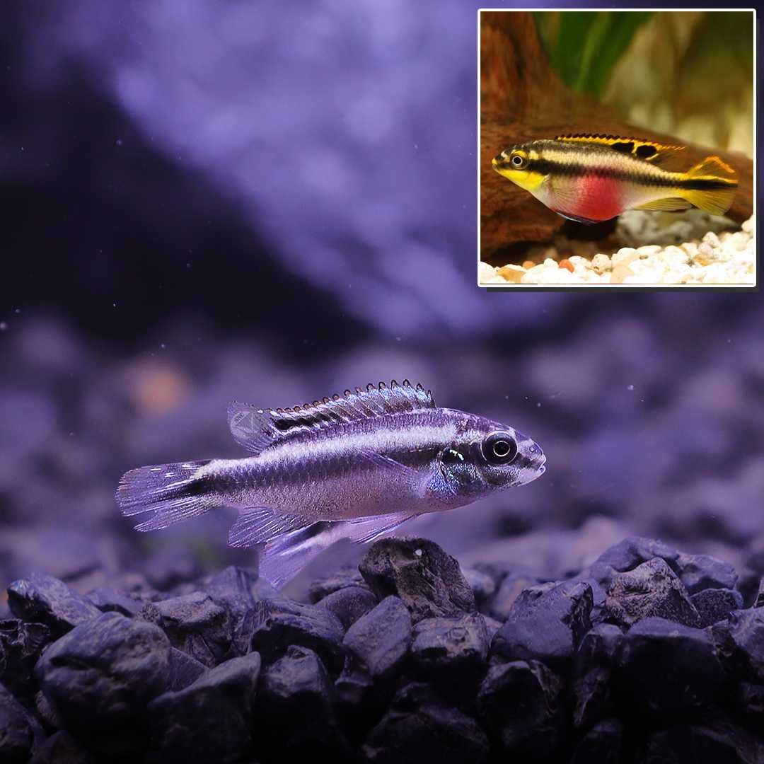 หมอแคระคริสเบนซิส (Pelvicachromis Pulcher Rainbow Kribs) ขายเซทละ 2ตัว/5ตัว ไซส์ประมาณ 3cm.