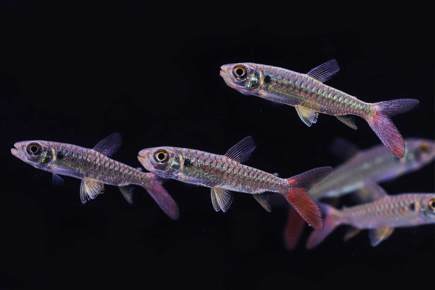 ปลาพิงค์เทล์ (Pinktail Chalceus) ขายเซทละ 2ตัว/5ตัว ไซส์ประมาณ 5cm