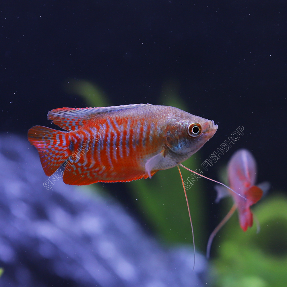 ปลากระดี่แคระลาย(ปลาไทย) (Dwarf Gourami) ขายเซทละ 2ตัว/5ตัว ไซส์ประมาณ 2.5cm.