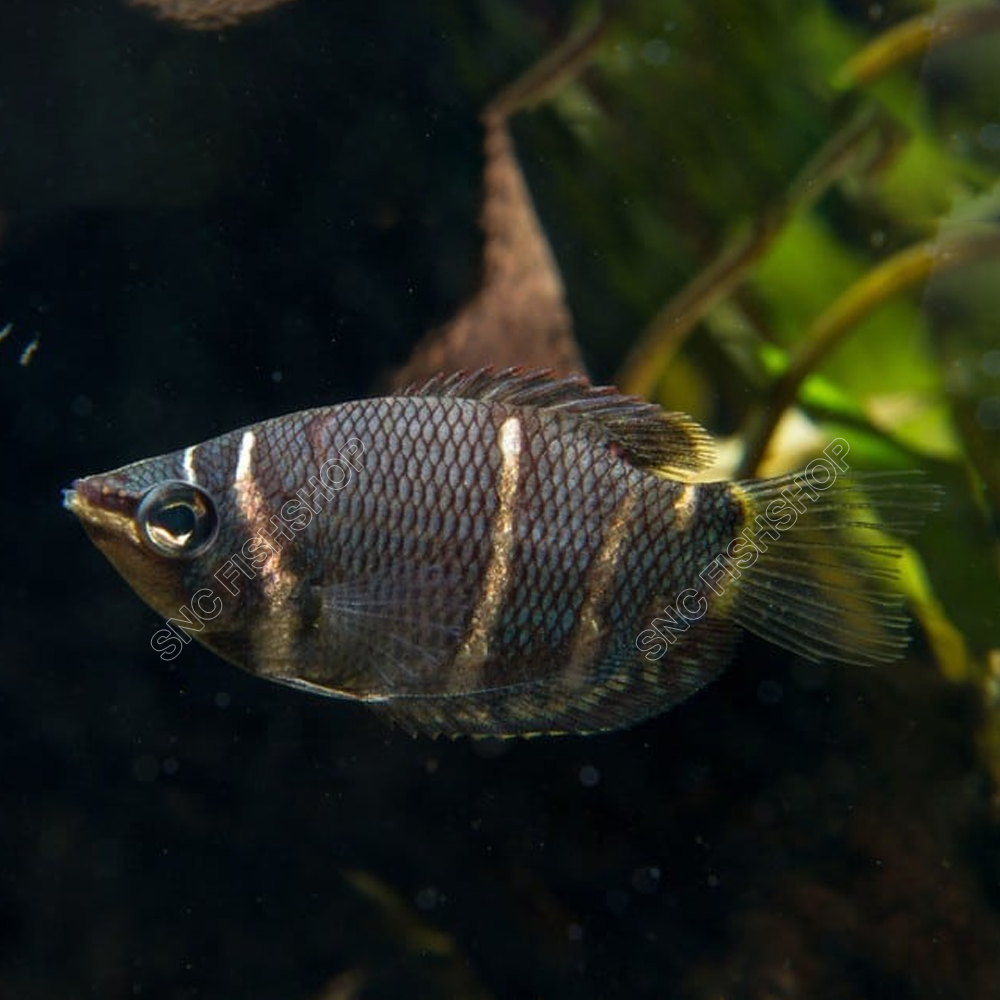 ปลากระดี่ช็อกโกแลต (Chocolate Gourami) ขายเซทละ3ตัว/7ตัว) ไซส์ประมาณ 3cm.