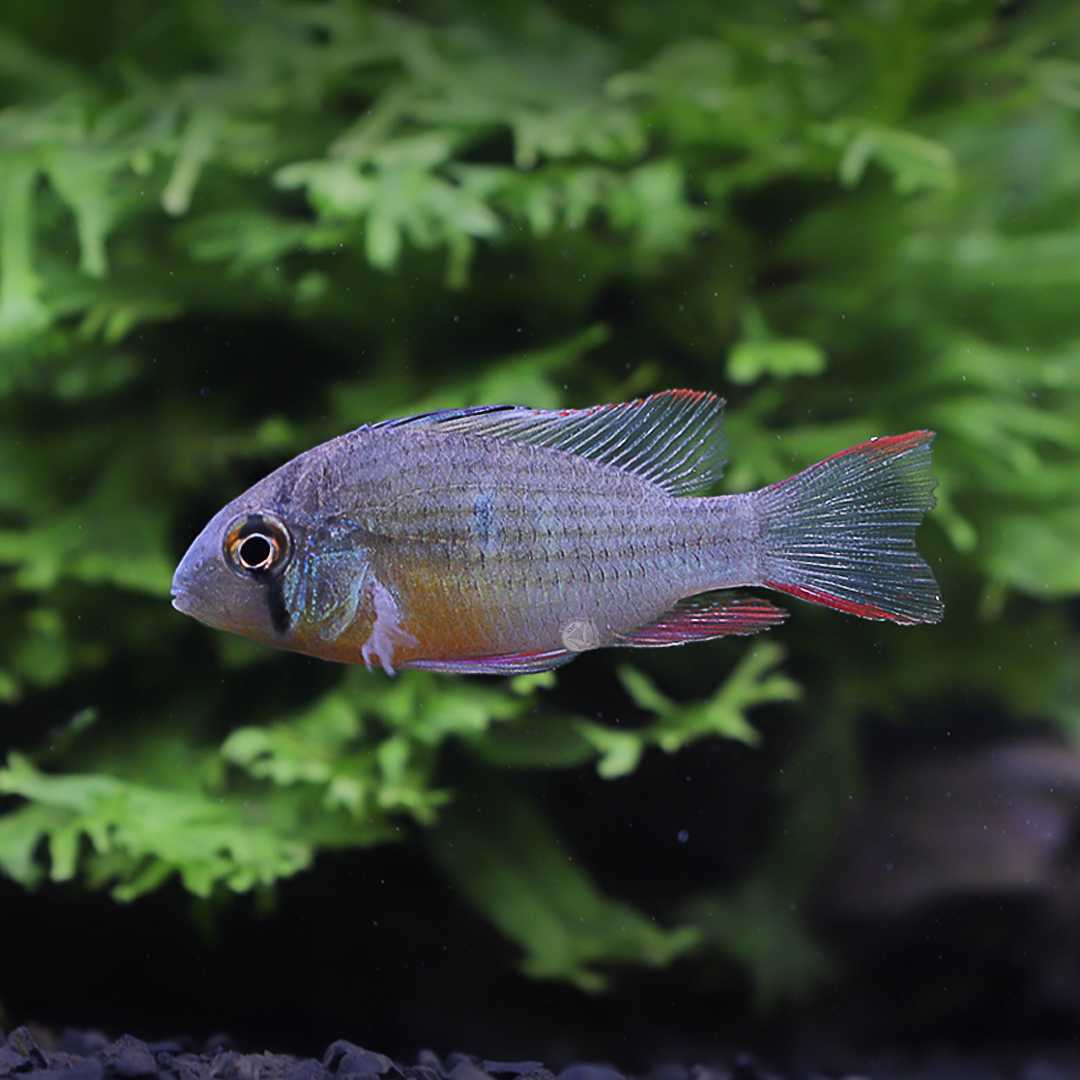 ปลาแรมโบลิเวีย (Mikrogeophagus Altispinosus) ขายเซทละ 2ตัว/5ตัว ไซส์ประมาณ 3cm