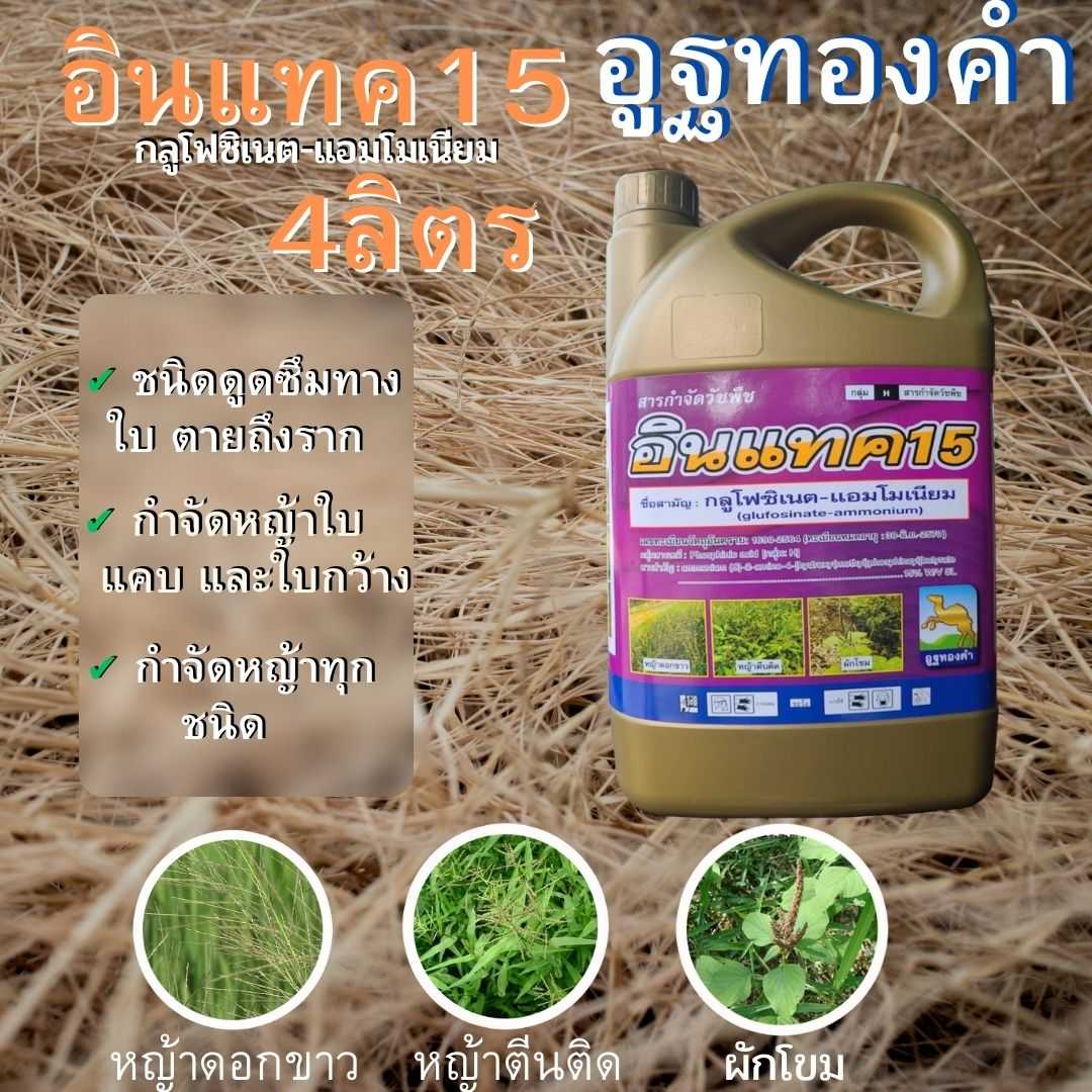 อินแทค15 กลูโฟซิเนต-แอมโมเนียม 4ลิตร ตราอูฐทองคำ กำจัดวัชพืชใบแคบและใบกว้าง ยาดูดซึม-เผาไหม้