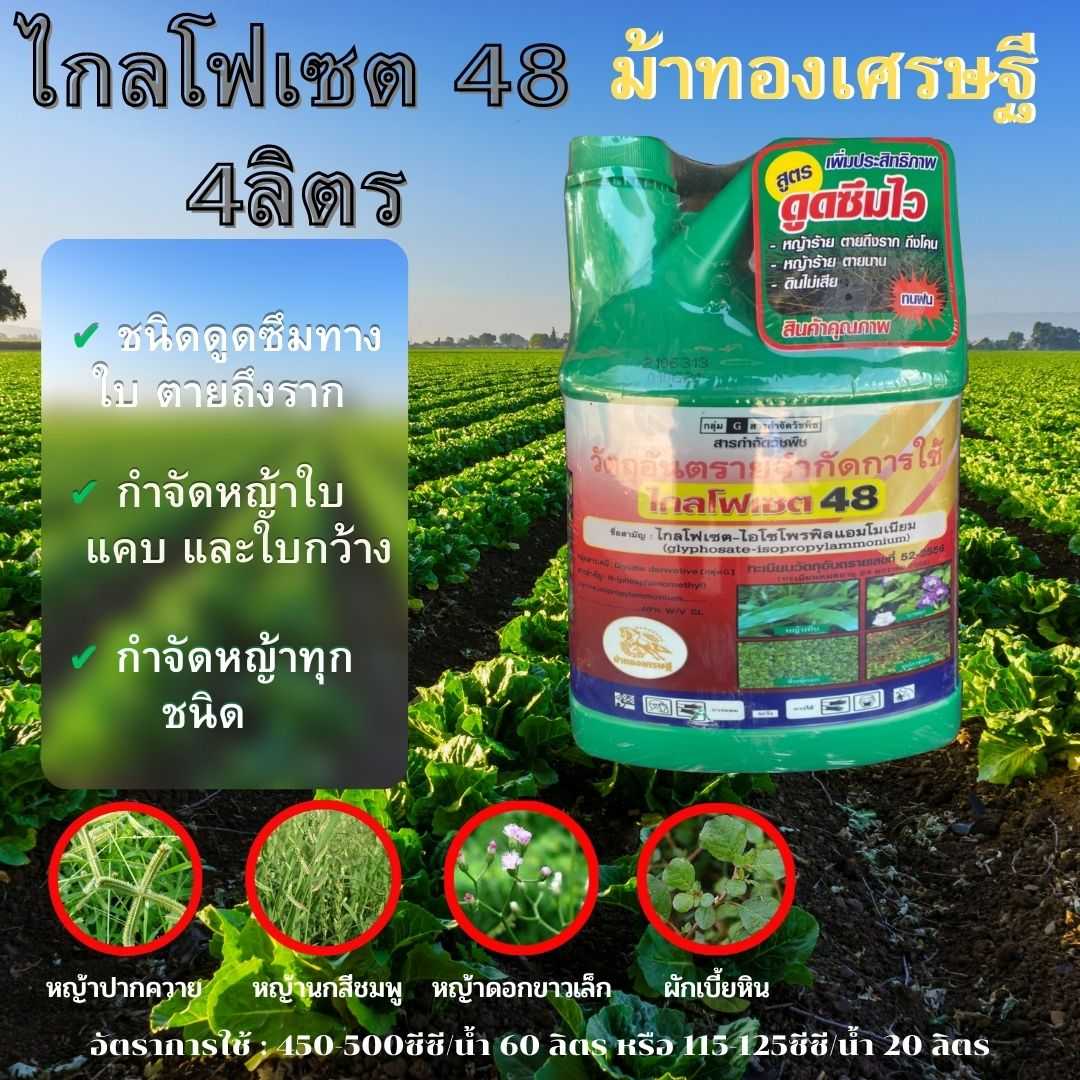 ไกลโฟ เซต48 4ลิตร ตราม้าทองเศรษฐี กำจัดวัชพืช ชนิดดูดซึม ใช้หลังวัชพืชงอก ประเภทใบกว้างและแคบ