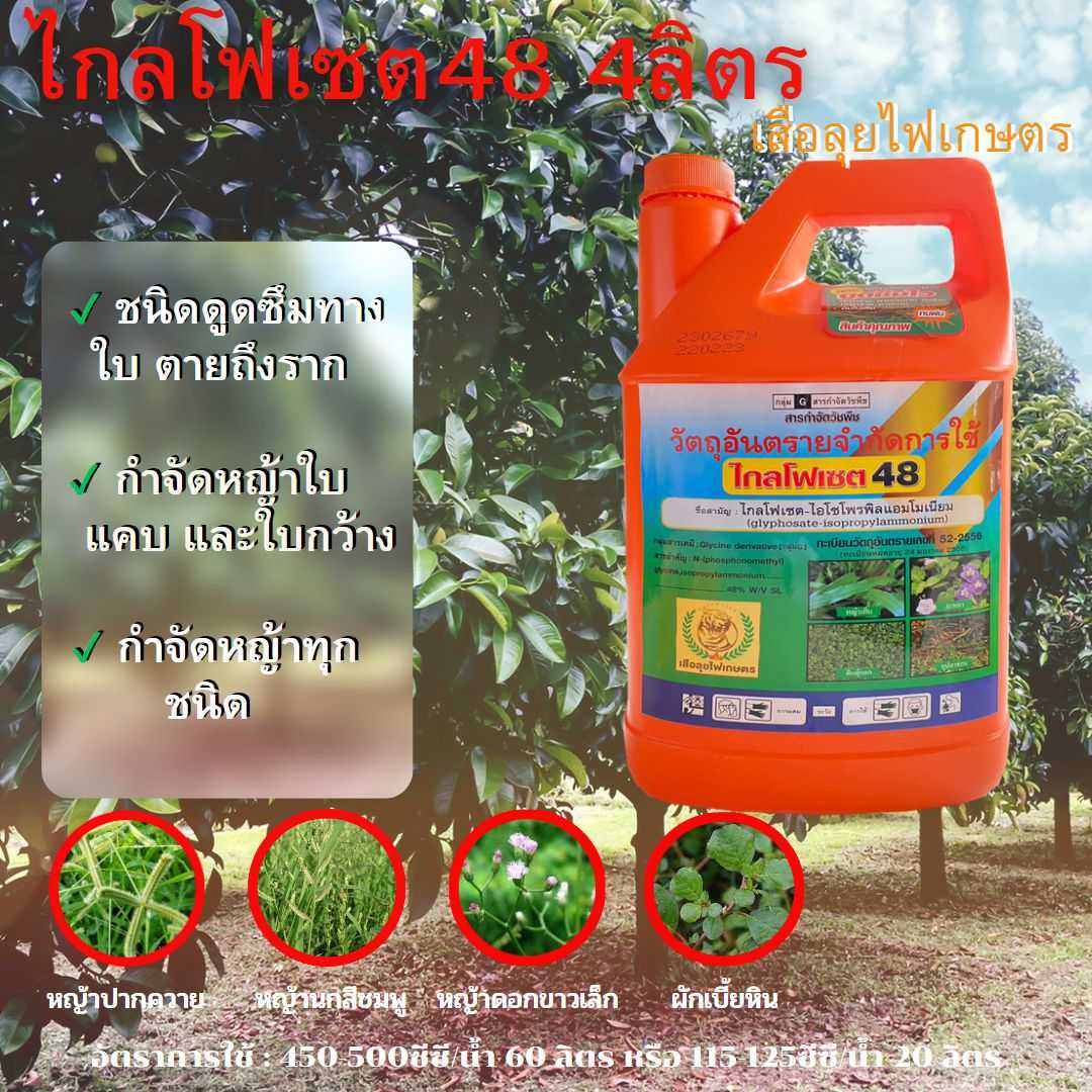 ไกลโฟเซต48 ตราเสือลุยไฟเกษตร  4ลิตร ใช้หลังวัชพืชงอก ในมังคุด เพื่อกำจัดวัชพืชประเภทใบแคบและใบกว้าง