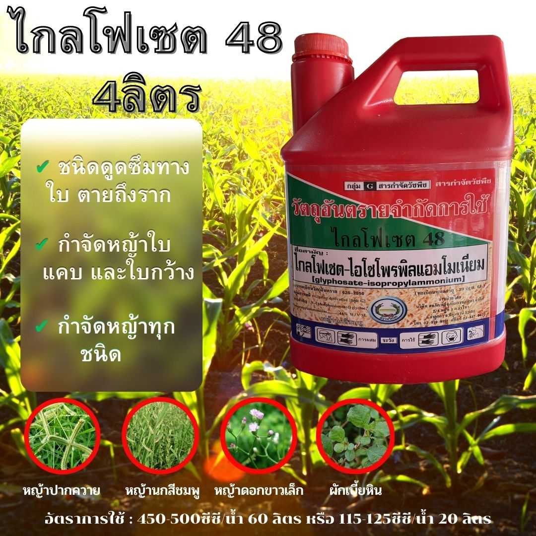 ไกลโฟ เซต48 ตราหวีทอง ขนาด 4 ลิตร ยาชนิดดูดซึม สารกำจัดวัชพืช ใบกว้าง ใบแคบ หญ้าคา