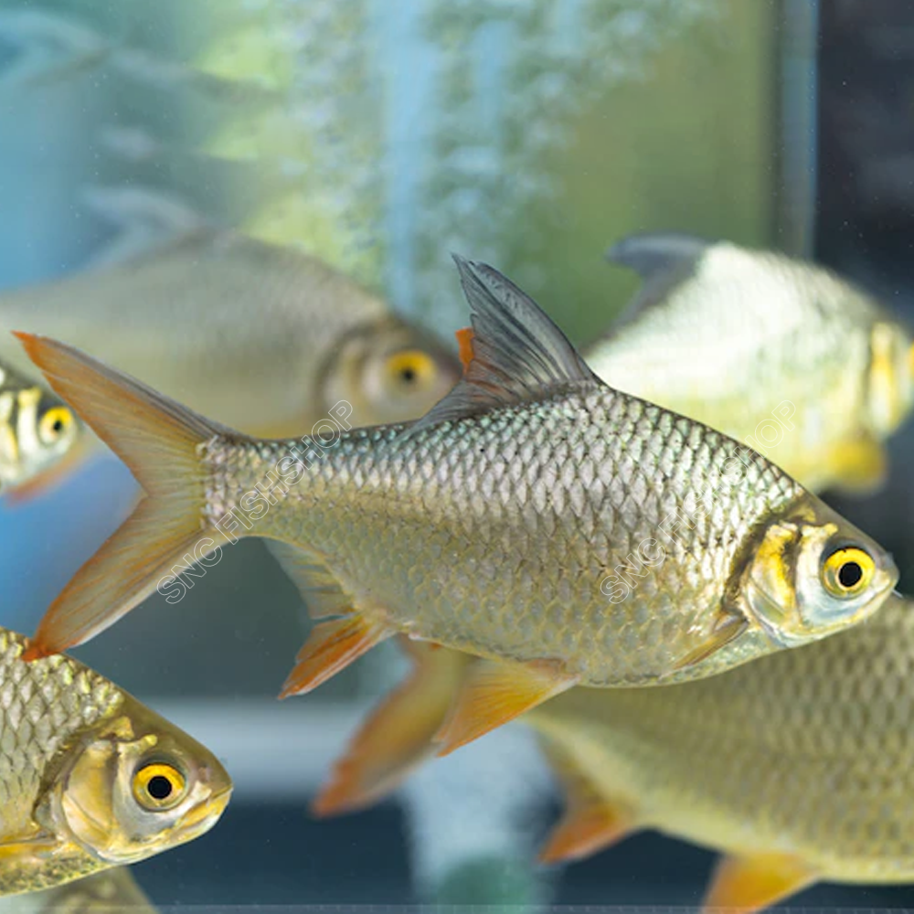 ปลาตะเพียนทองไทย (Tinfoil Barbs) ขายเซทละ 1ตัว/2ตัว มีให้เลือก 2 ไซส์ 6cm และ 15cm