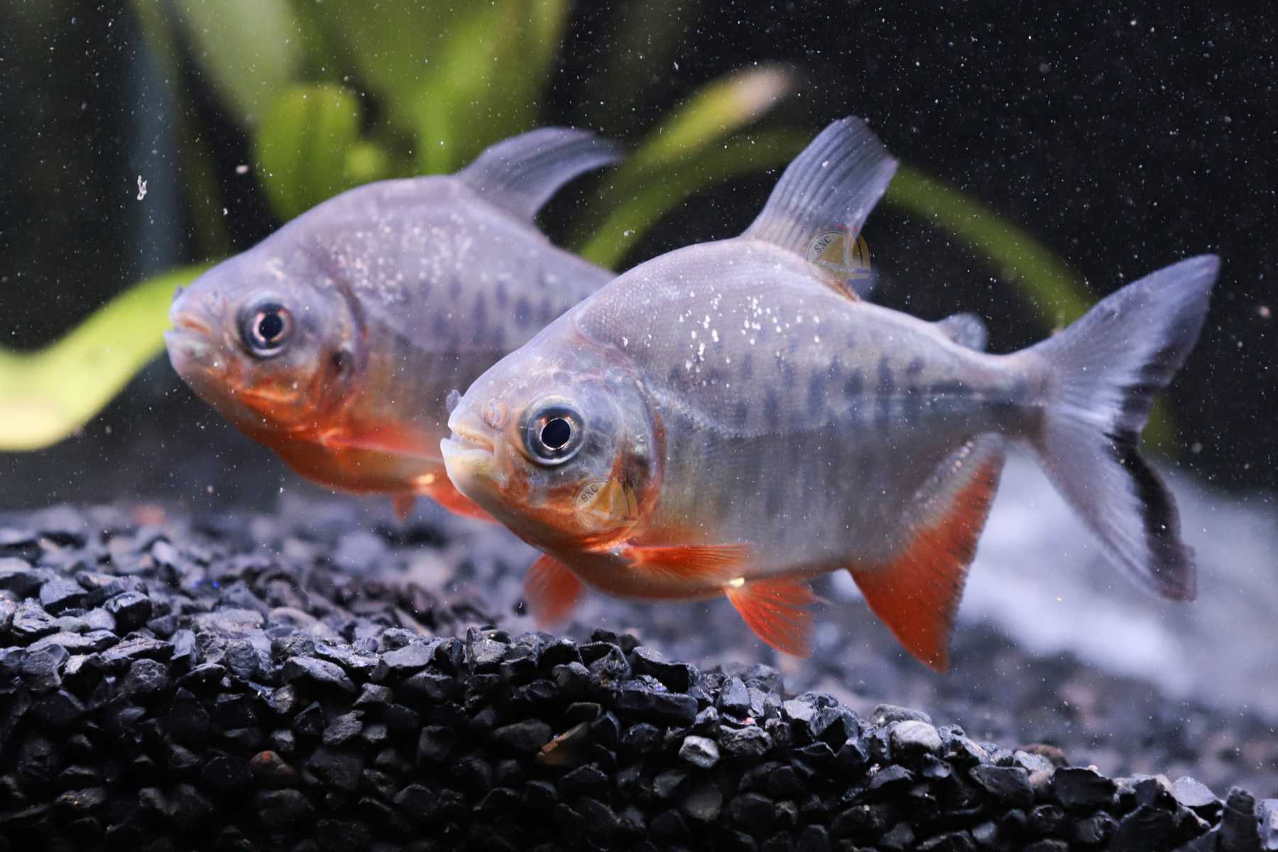 ปลาคู้แดง (Red Bellied Pacu) ขายเซทละ 2ตัว/5ตัว/12ตัว ไซส์ประมาณ 5cm