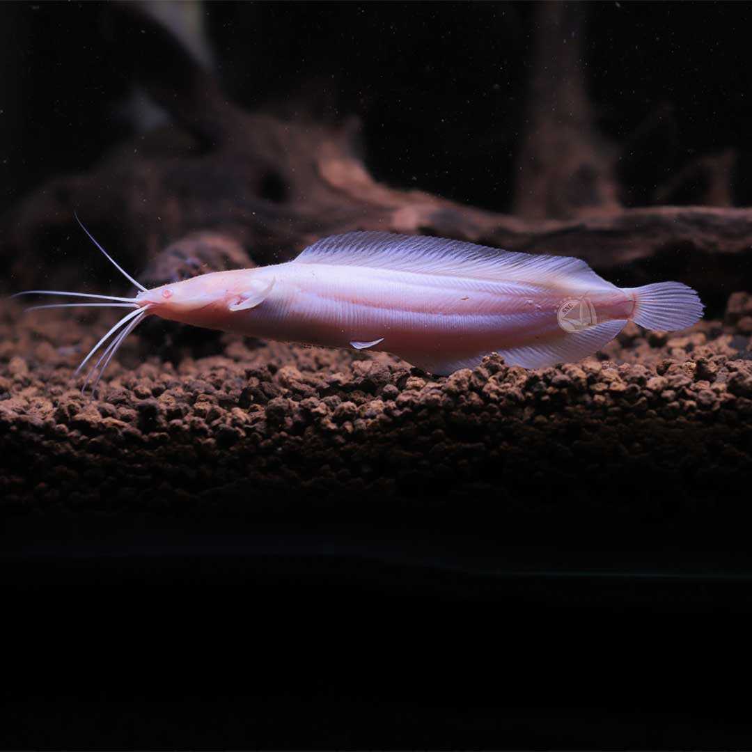 ปลาดุกเผือก (Albino Clarias) ขายเซทละ 5ตัว มี 2 ไซส์ 5cm./10cm.