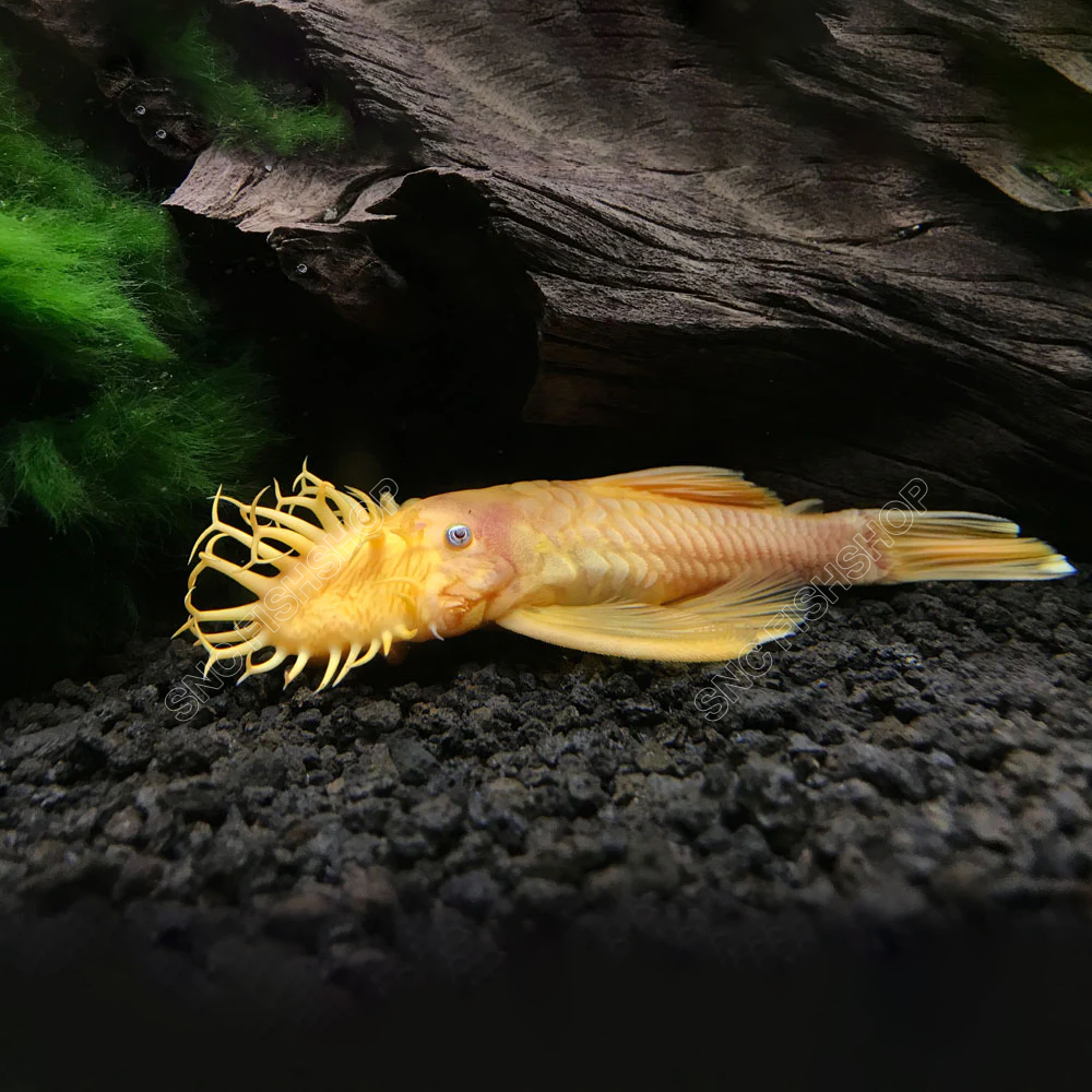 ซัคเกอร์เผือก | เผือก24K (หางสั้น) Brushmouth Albino L-144 ขายเซทละ 1ตัว/2ตัว ไซส์ประมาณ 4cm.