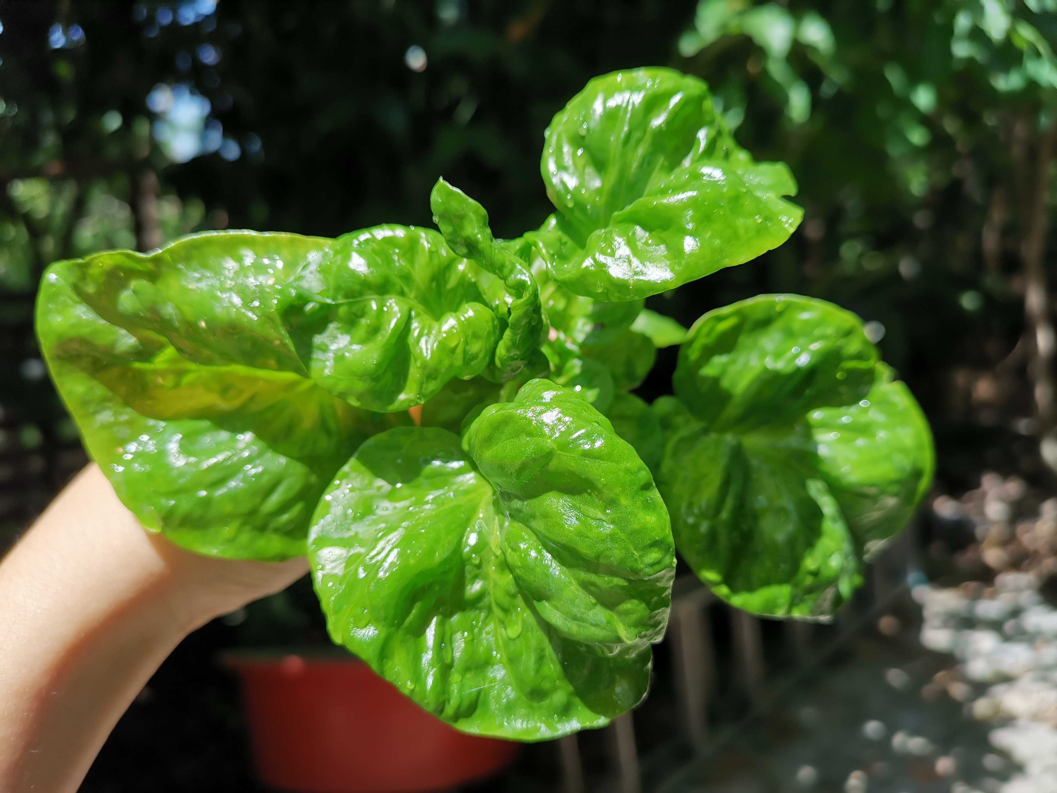 Brazilian Spinach
