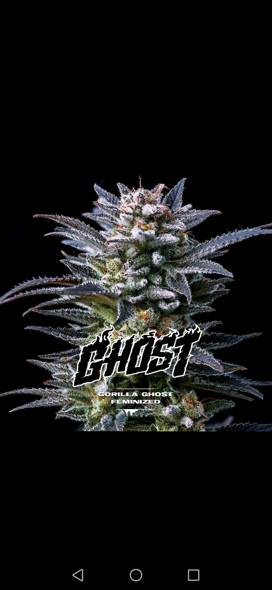 BSF Seeds Gorilla Ghost Feminized Photoperiod 