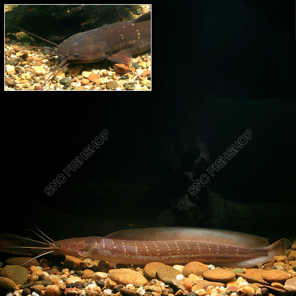 ปลาดุกลำพัน (Clarias Nieuhofii) จำนวน 1ตัว ไซส์ประมาณ 10cm.