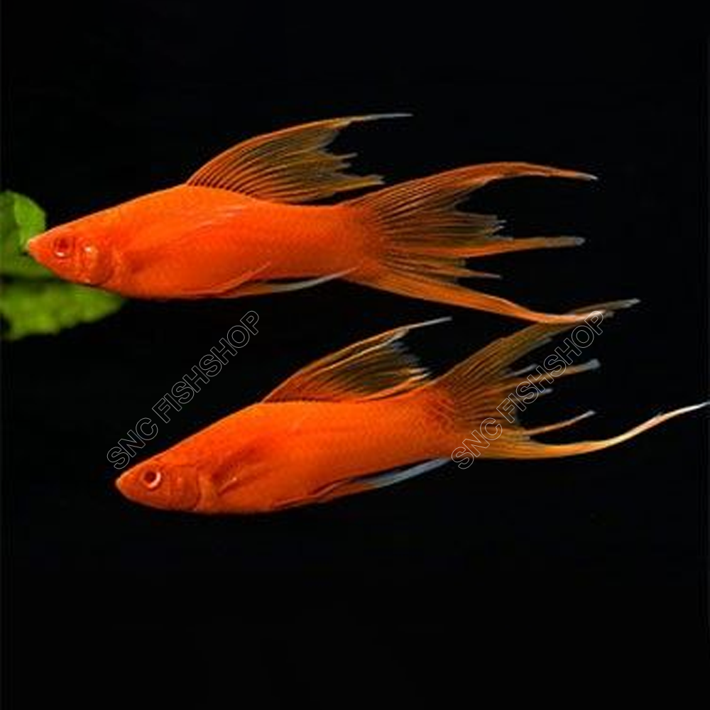 ปลาสอดแดงแวมไพร์ยักษ์ (Vampire Swordtail) ขายเซทละ 2ตัว/5ตัว ไซส์ประมาณ 6cm