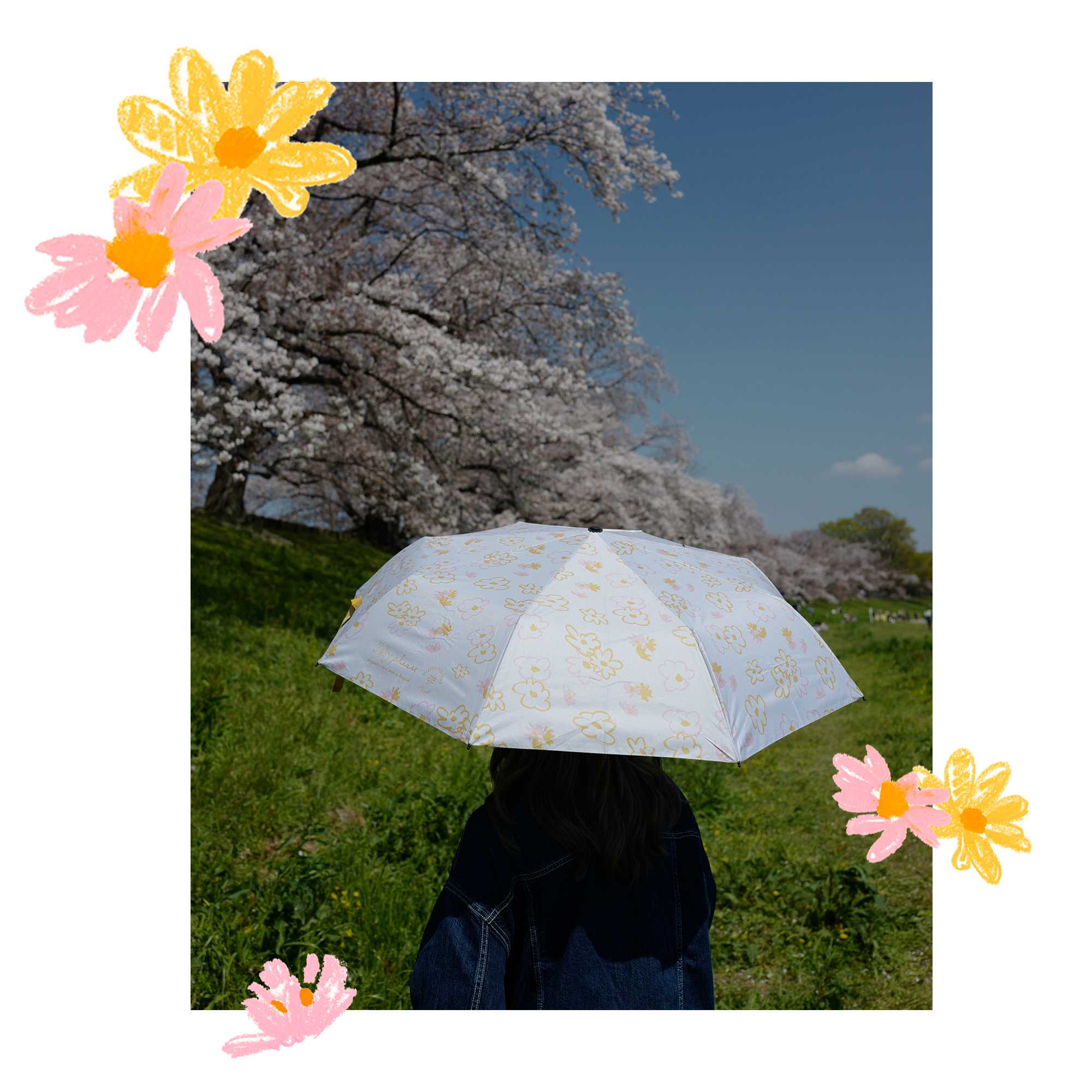 🌼 DAISY UMBRELLA - ร่มกัน uv