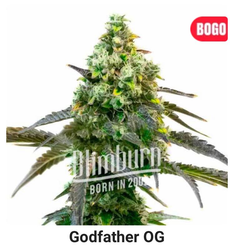 เมล็ด Godfather OG (โฟโต้)