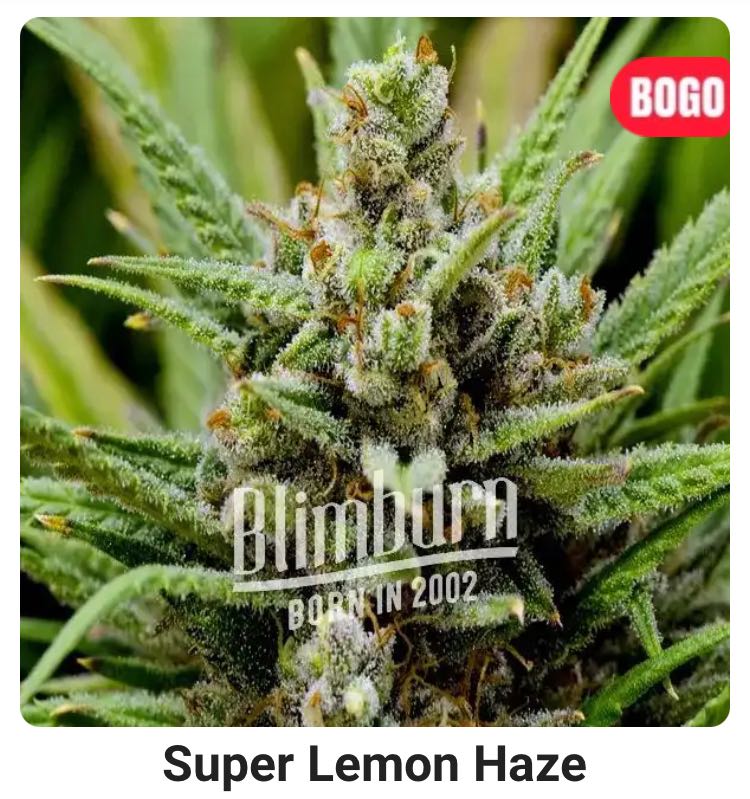 เมล็ด Super Lemon Haze (โฟโต้)