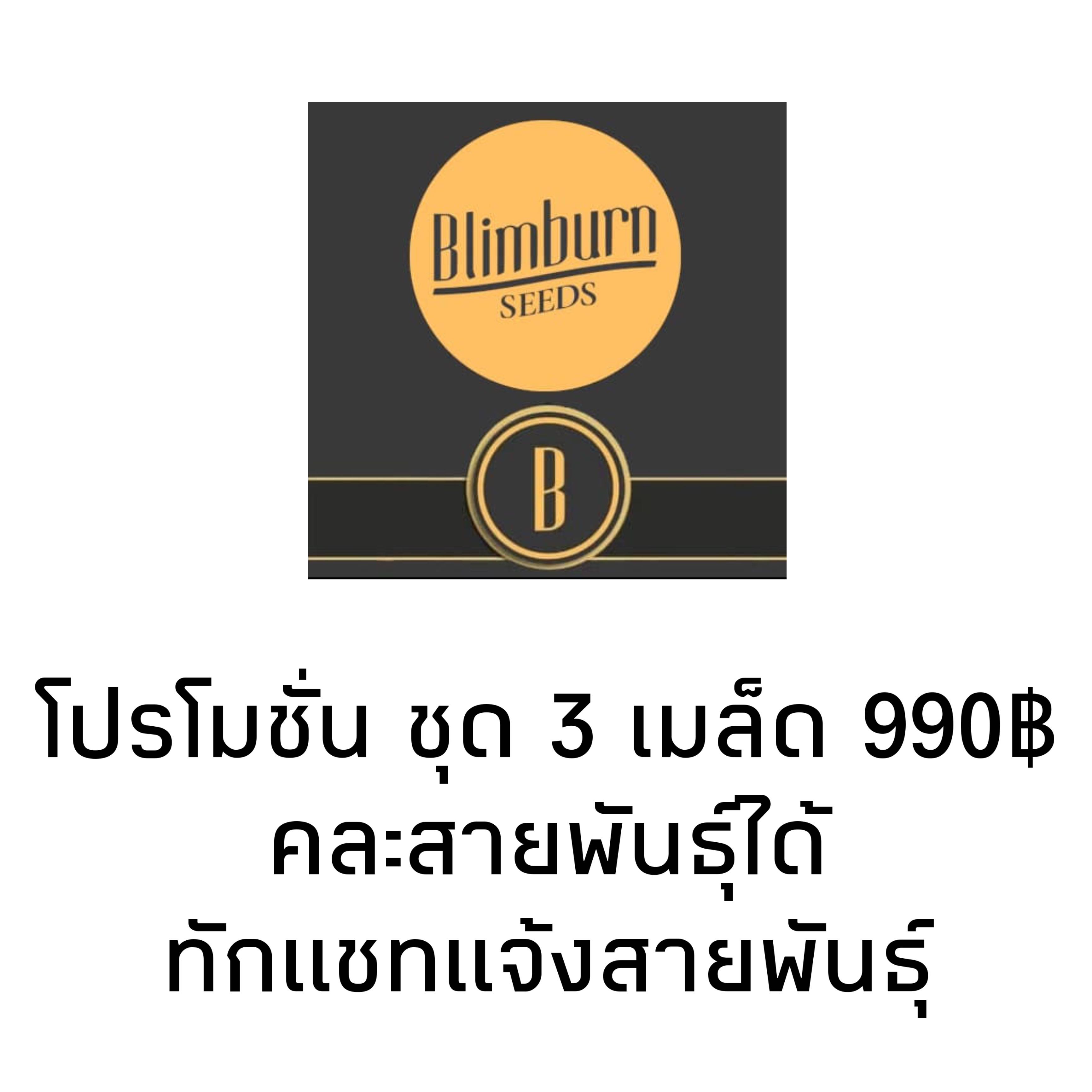 เมล็ดค่าย Blimburn ชุด 3 เมล็ด (โฟโต้)