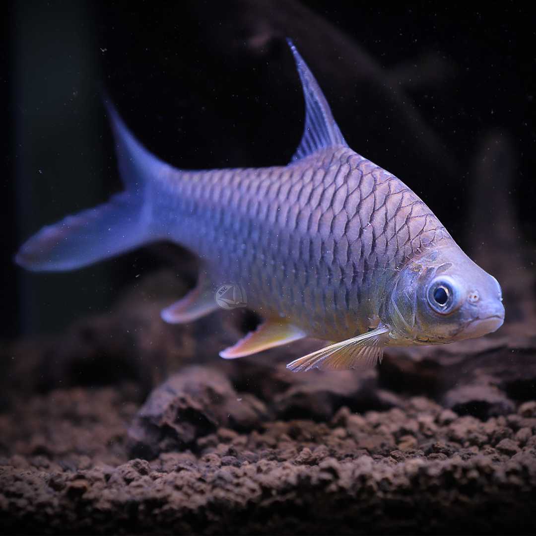 ปลาตะพากส้ม (Hypsibarbus Malcolmi) ขายเซทละ 1ตัว/2ตัว ไซส์ประมาณ 15cm.