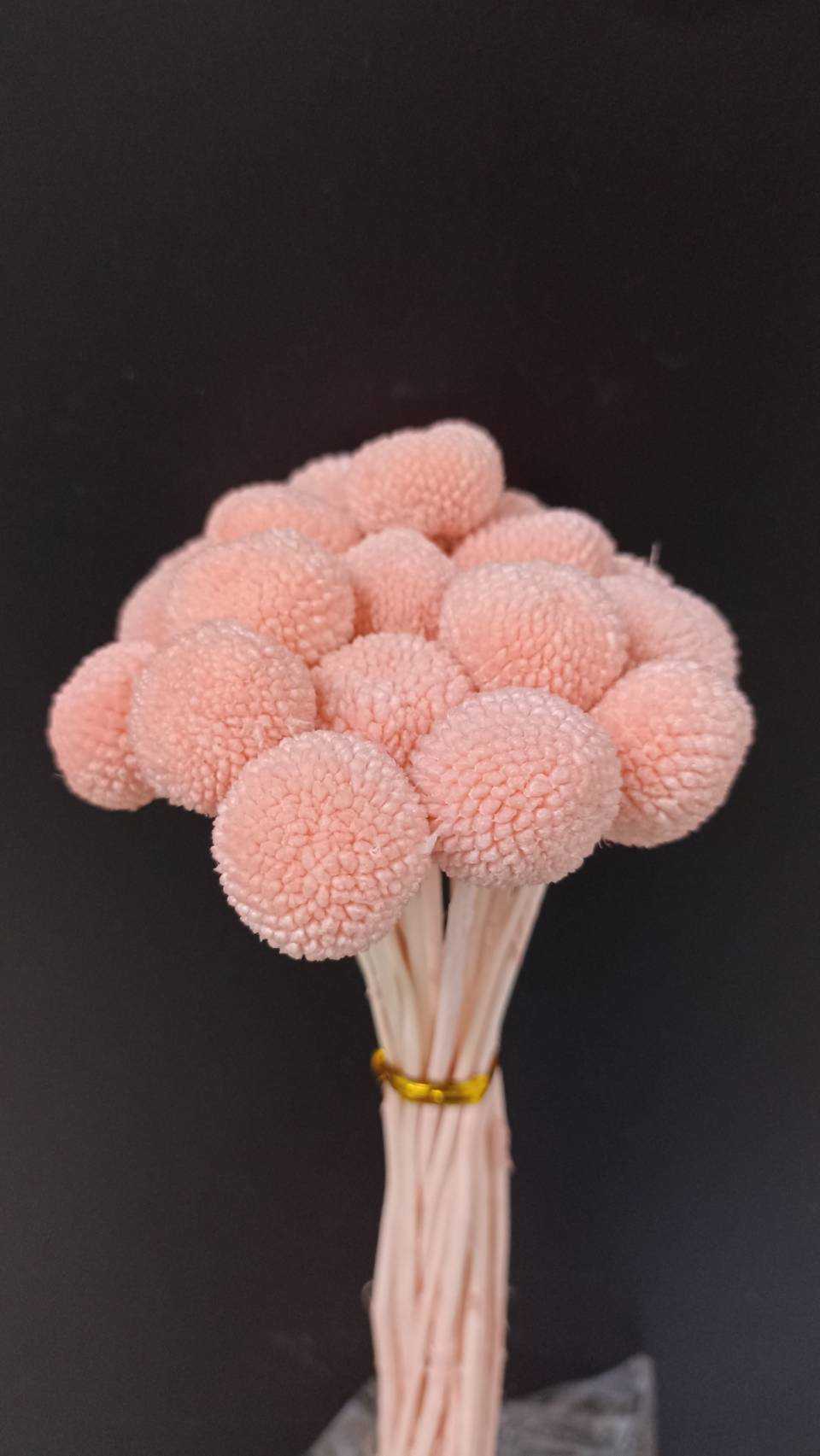 แครสพิเดียแห้ง-ชมพู