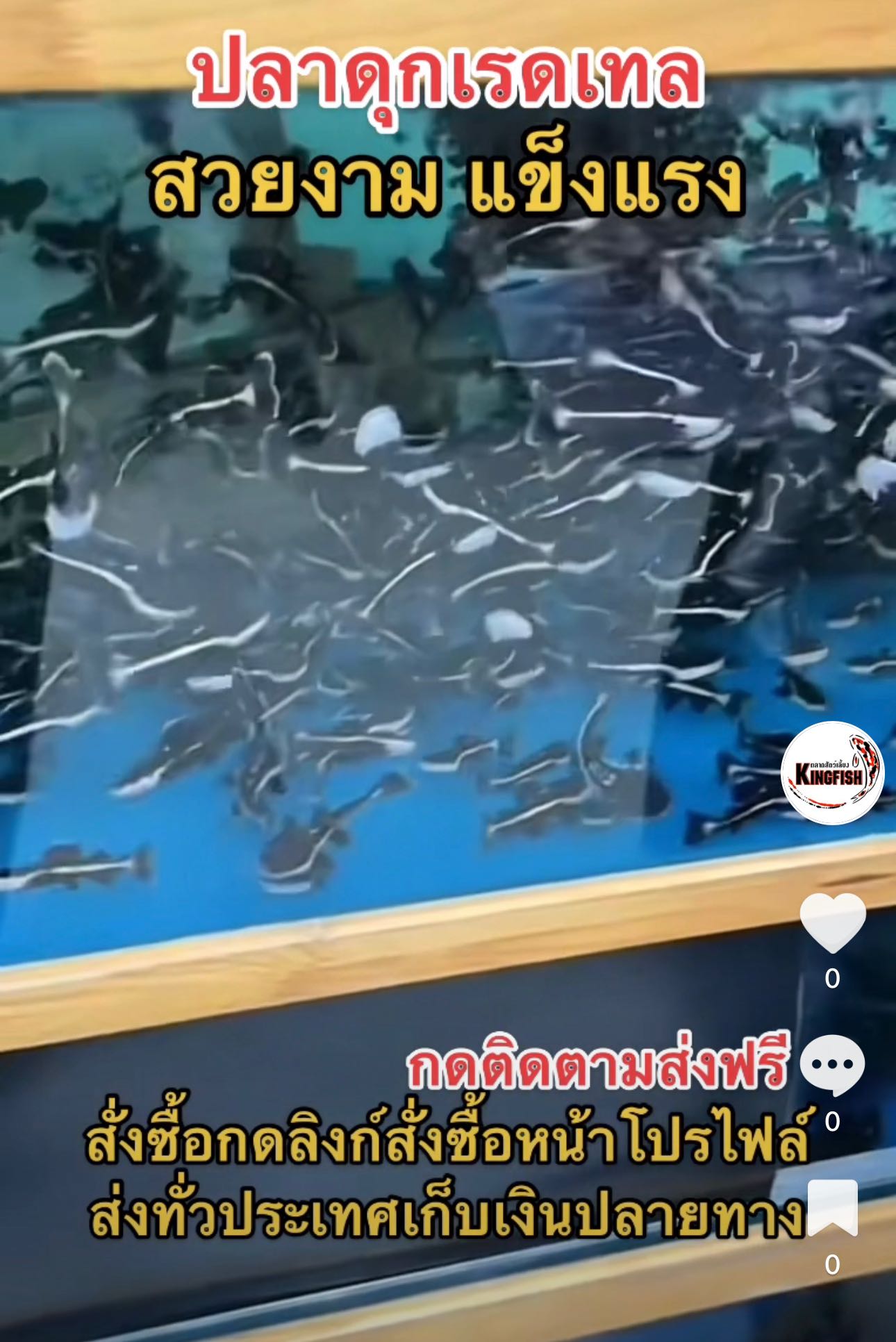 ปลาดุกเรดเทล 1 ตัว ขนาด 2-3 นิ้ว
