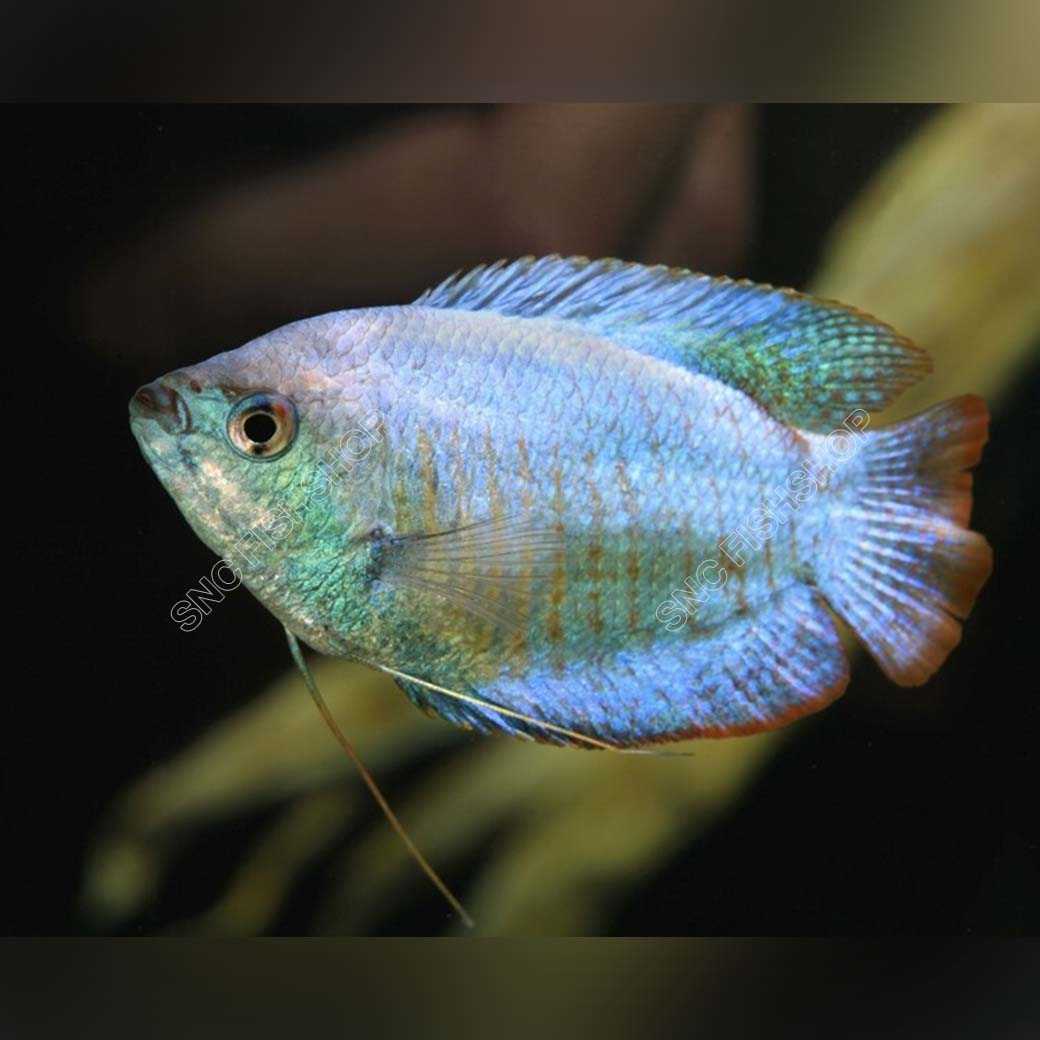 ปลากระดี่บลูนีออน(ปลาไทย) Blue Neon gourami  ขายเซทละ 2ตัว/5ตัว ไซส์ประมาณ 2.5cm