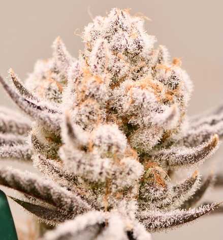 Truffaloha #2 S1 Beleaf Genetics Feminized Photoperiod 