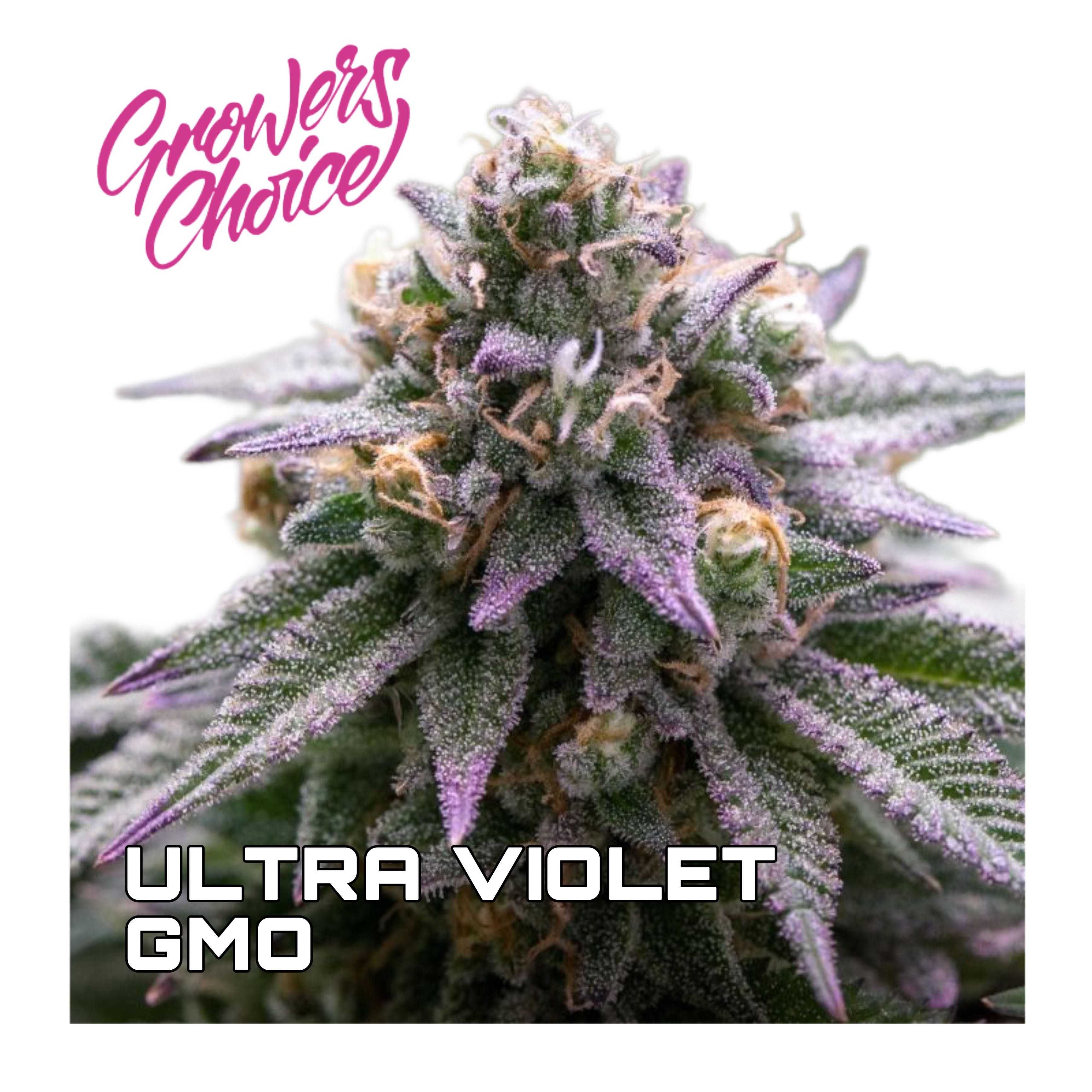 เมล็ด Ultra Violet GMO (โฟโต้)