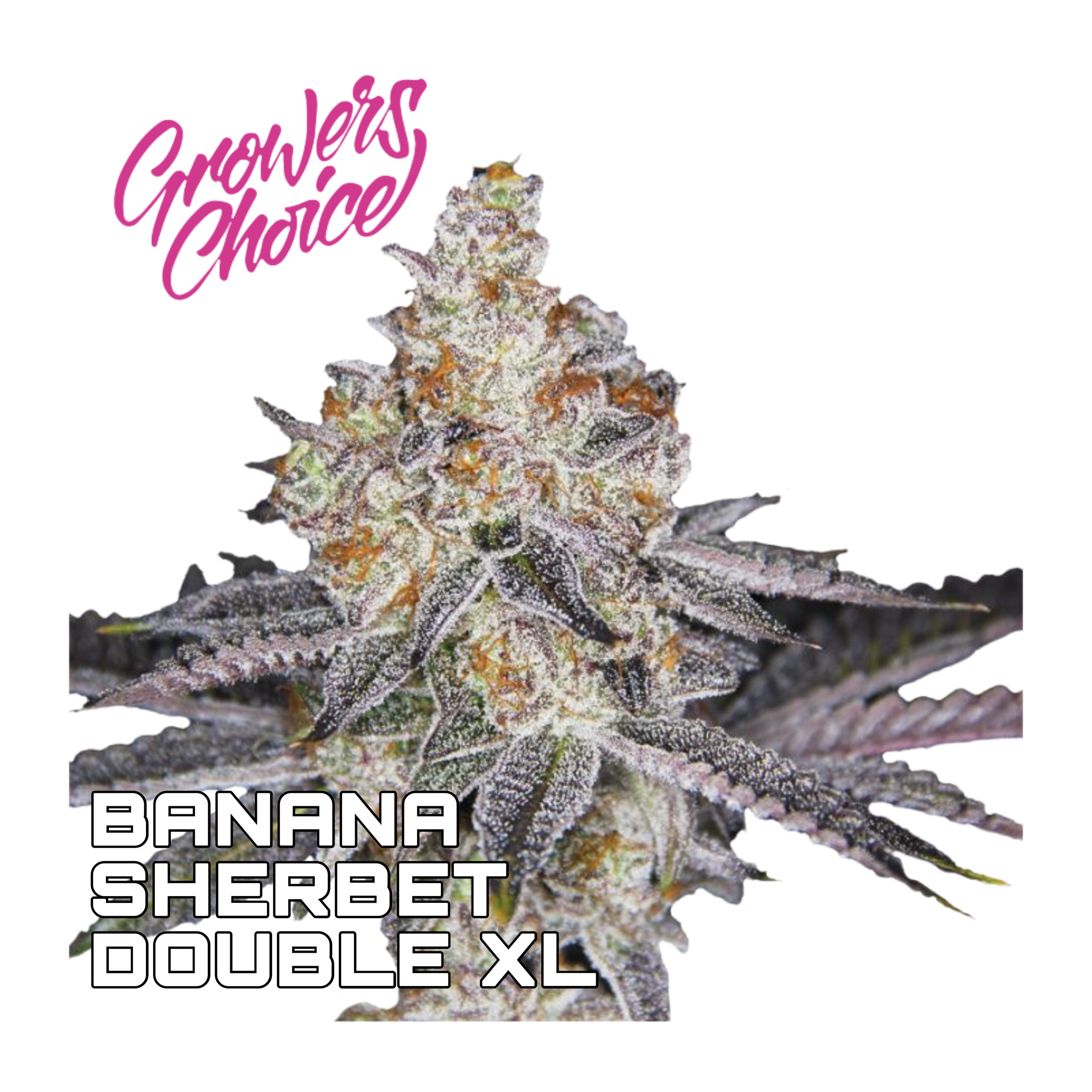 เมล็ด Banana Sherbet Double XL Auto (ออโต้)