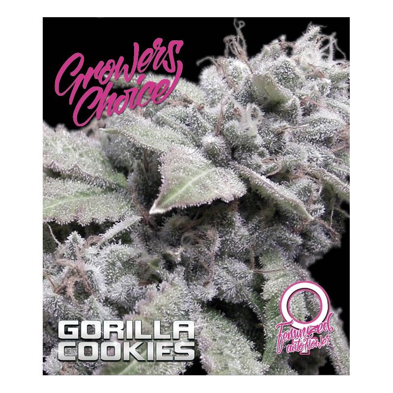 เมล็ด Gorilla Cookies Auto (ออโต้)