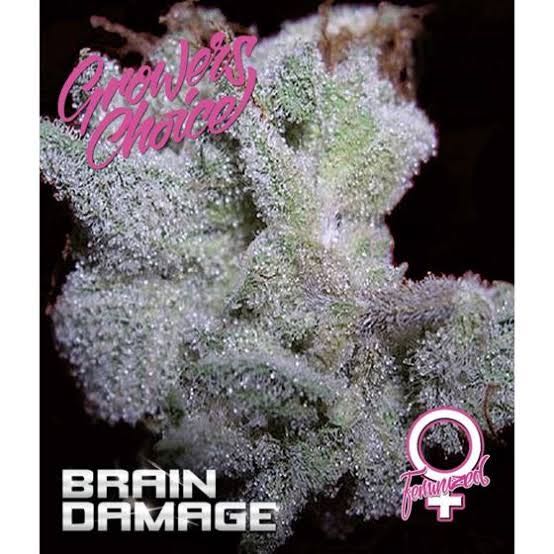เมล็ด Brain Damage Auto (ออโต้)
