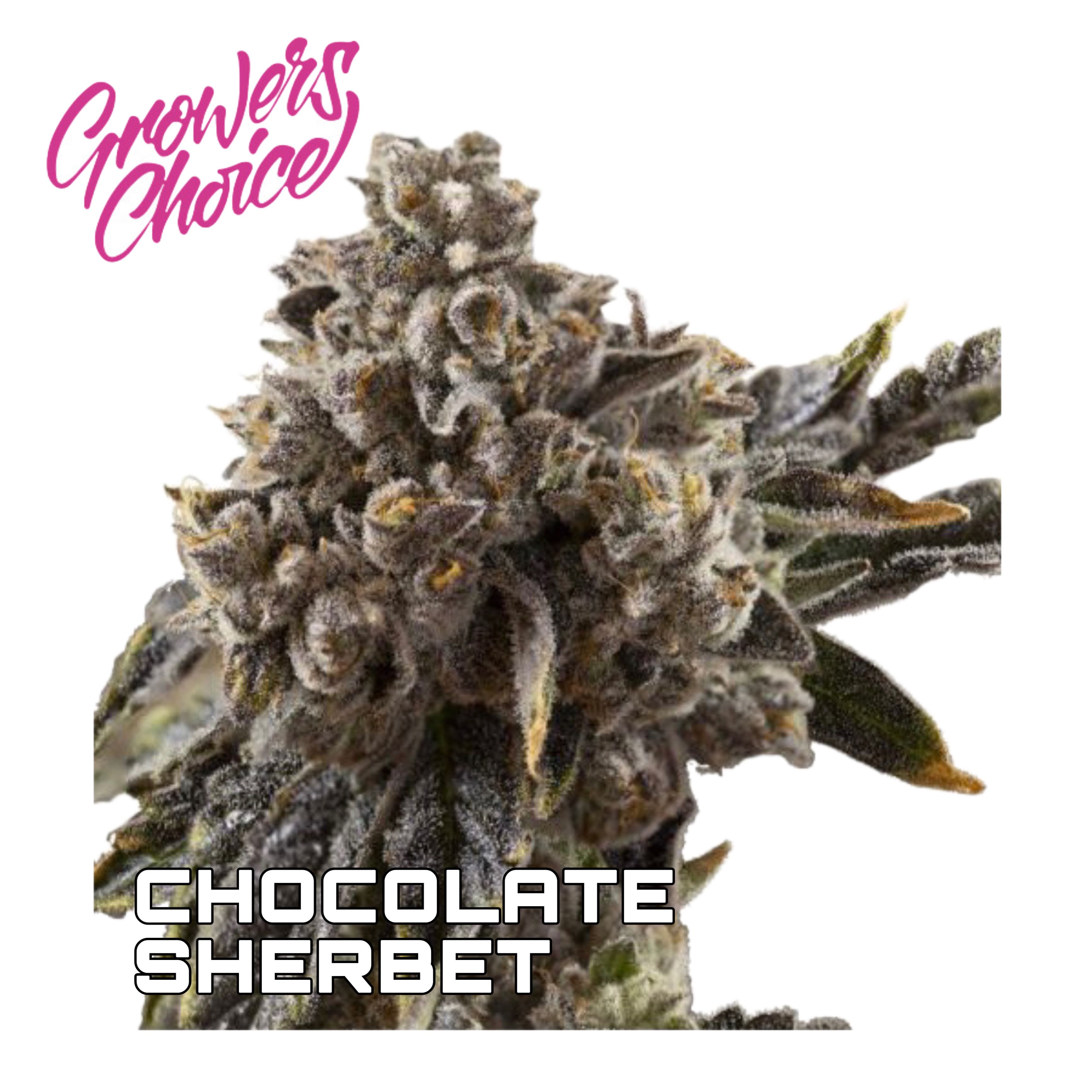 เมล็ด Chocolate Sherbet (โฟโต้)