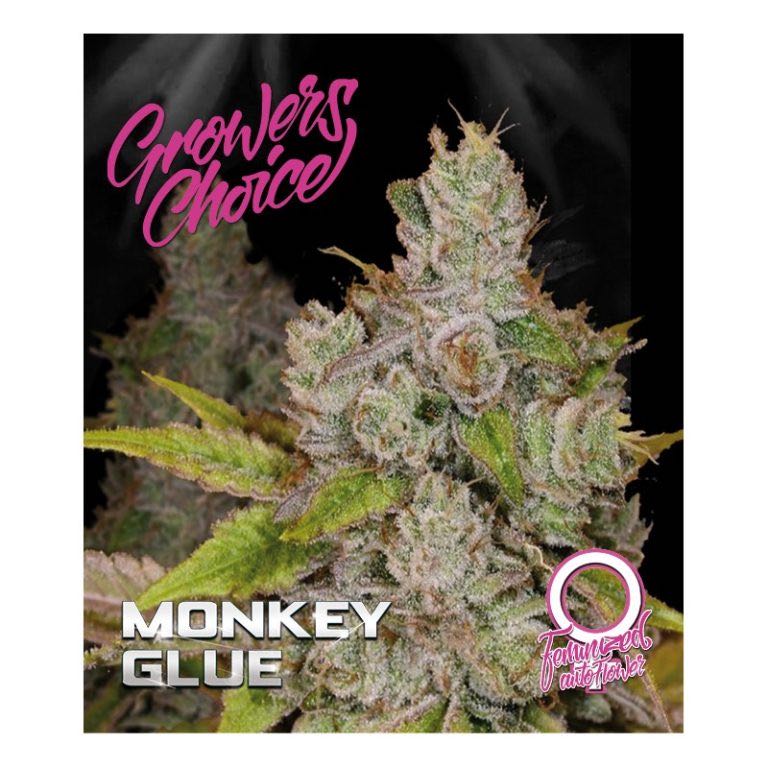 เมล็ด Monkey Glue Auto  (ออโต้)