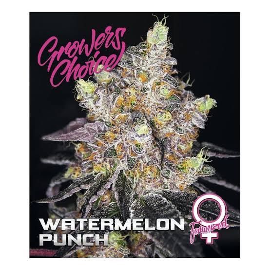 เมล็ด Watermelon Punch Auto (ออโต้)