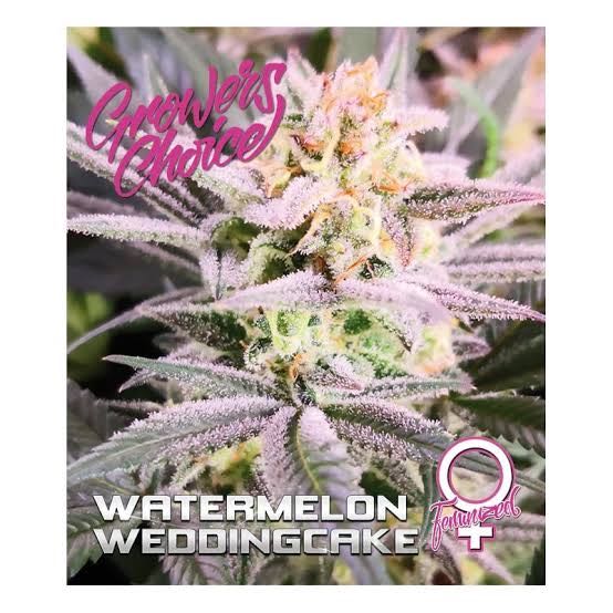 เมล็ด Watermelon Wedding Cake Double XL  Auto (ออโต้)