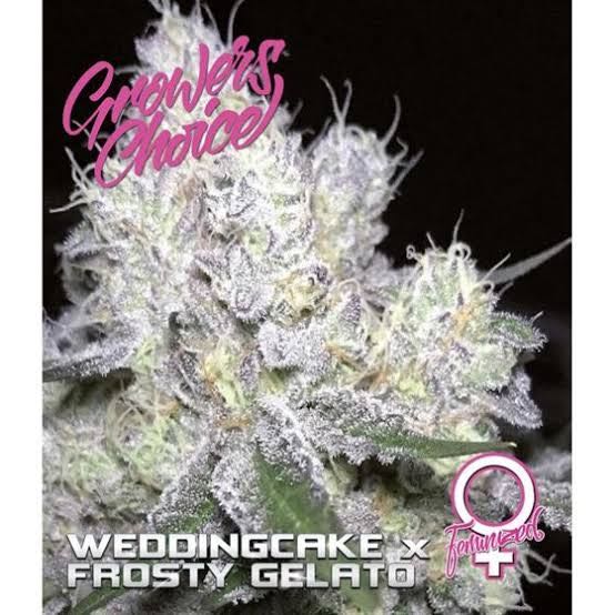 เมล็ด Weddingcake x Frosty Gelato Double XL Auto (ออโต้)