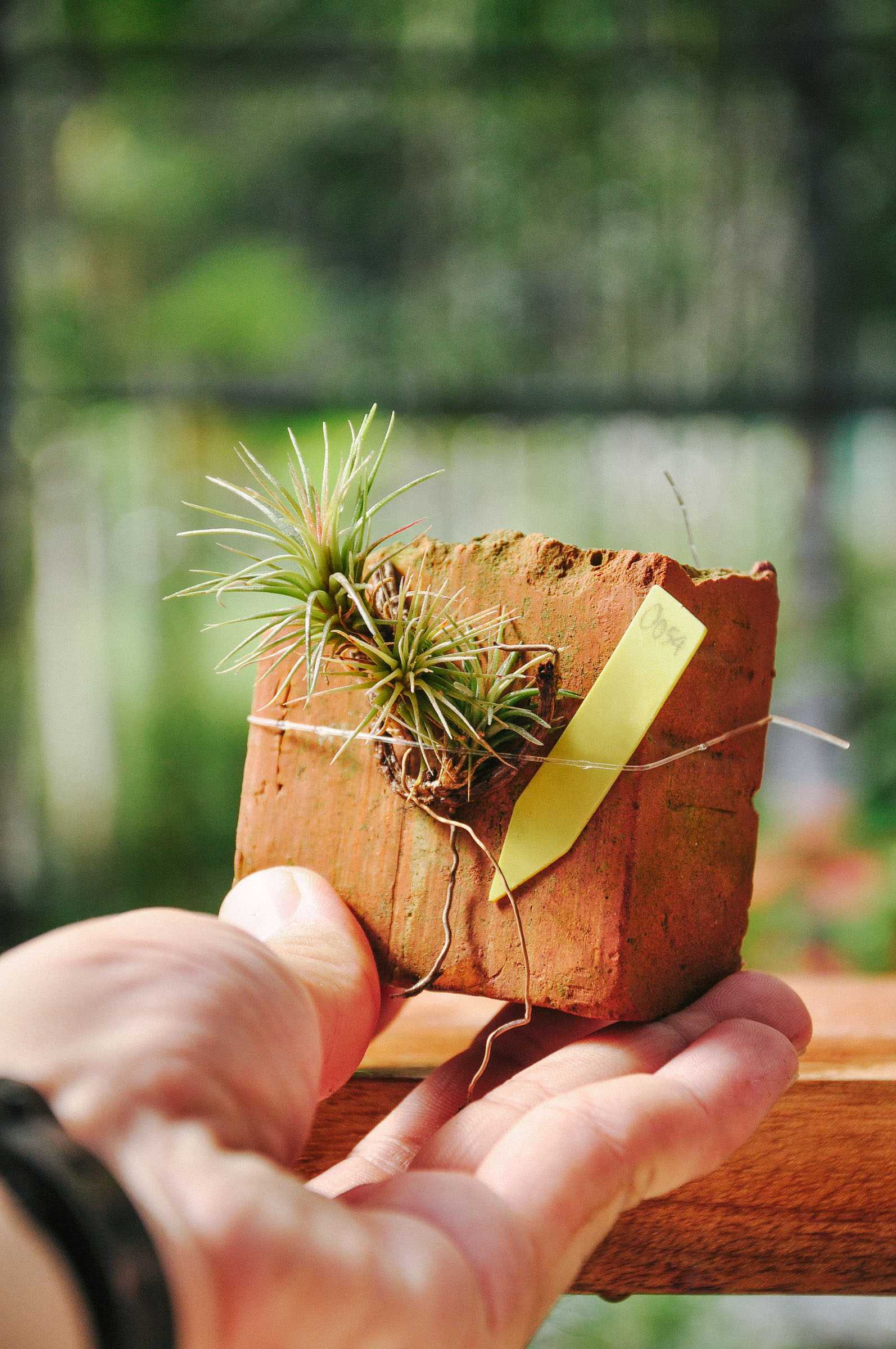 ไม้ฟอกอากาศ Tillandsia