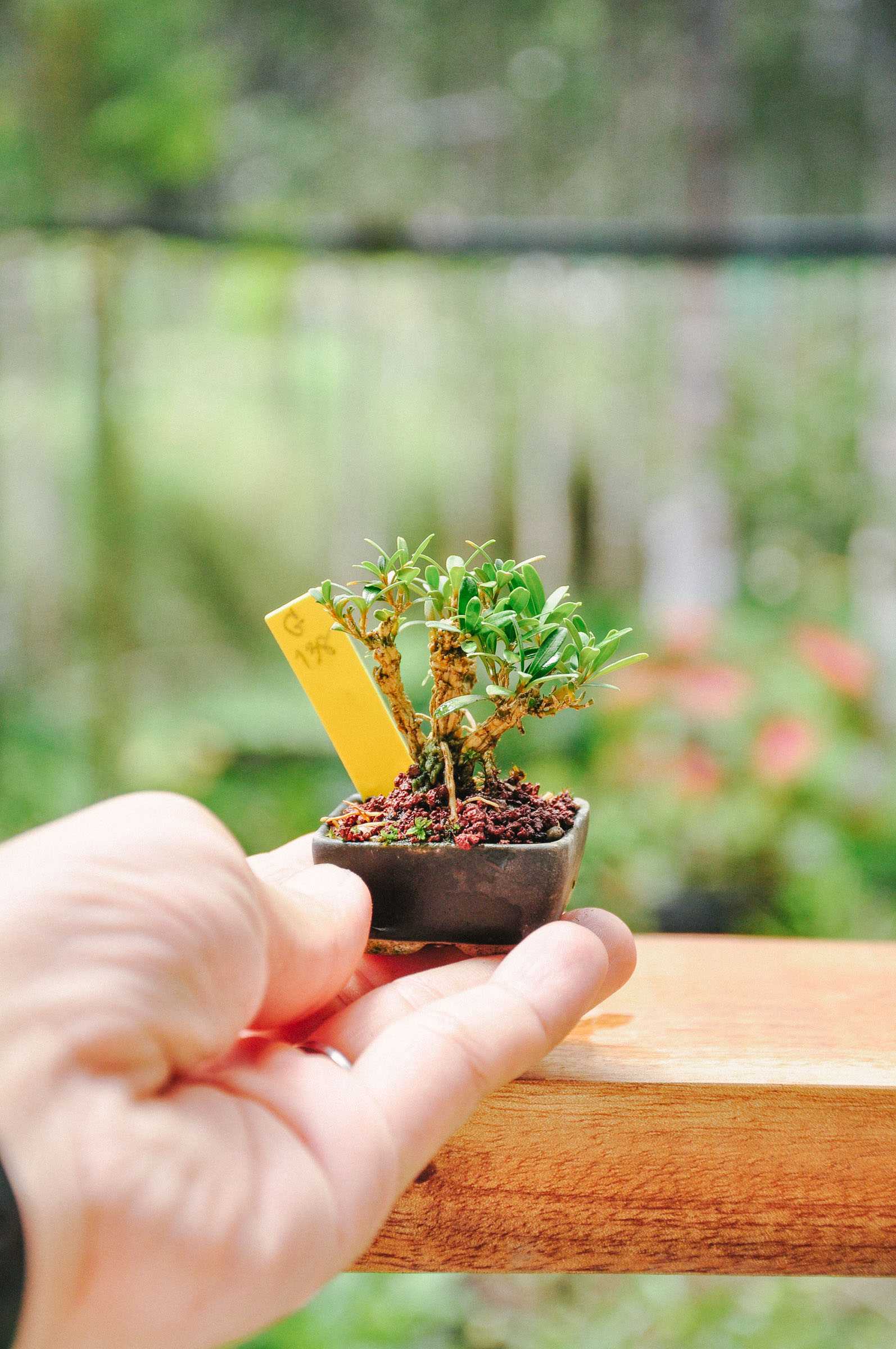 boxwood บอนไซ
