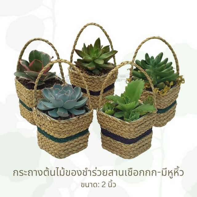 บลิสออฟเลิฟ: ของชำร่วยต้นไม้ชุด 6 ชิ้น - เน้นกุหลาบหิน/แคคตัส คละชนิด (ส่งเฉพาะกทม)