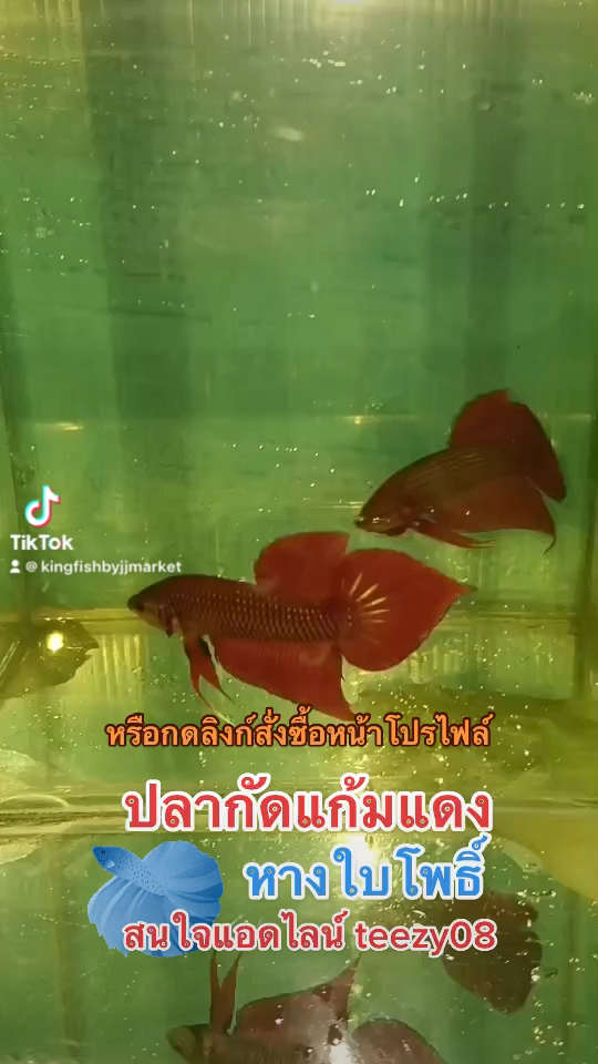 ปลากัดแก้มแดง หางใบโพธิ์ 