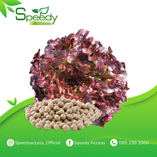 Red Oak (Opalix)