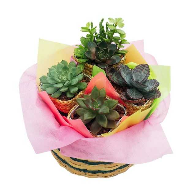 เก็ทที่กิฟ - ของขวัญต้นไม้กุหลาบหินน่ารักๆในตะกร้าจักสานไม้ไผ่ (ส่งเฉพาะกทม)