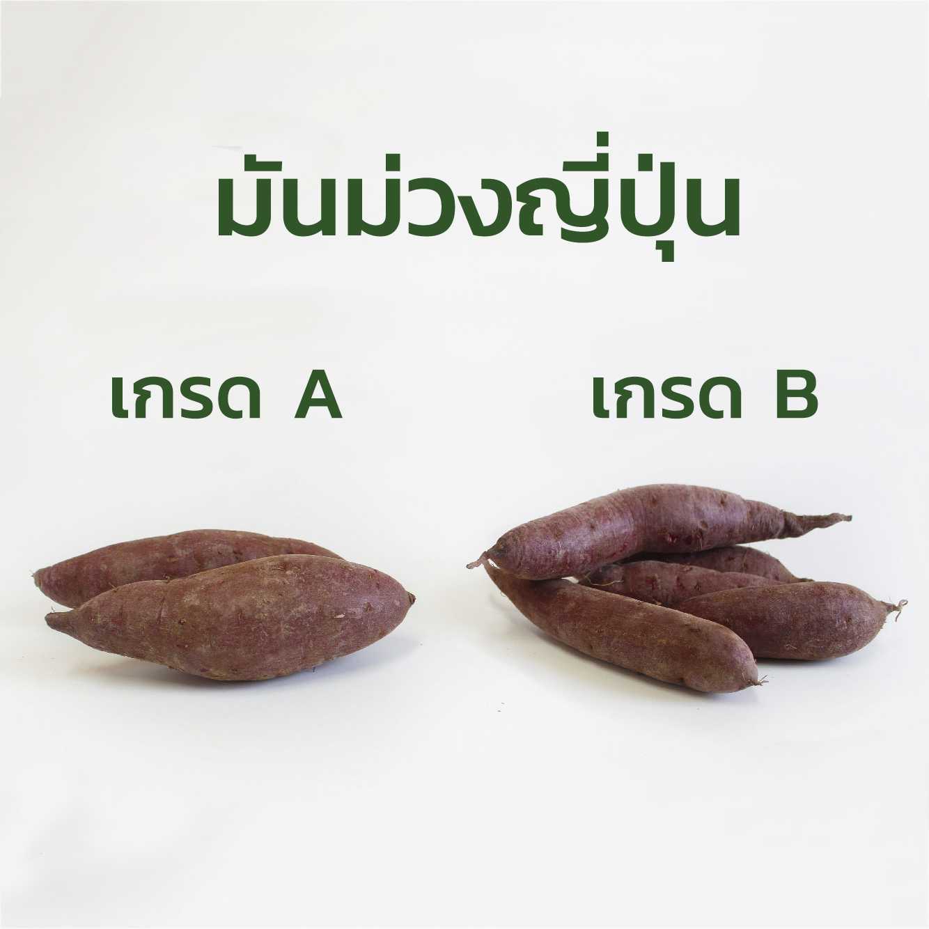 มันม่วงญี่ปุ่น : Japanese Purple Sweet Potato