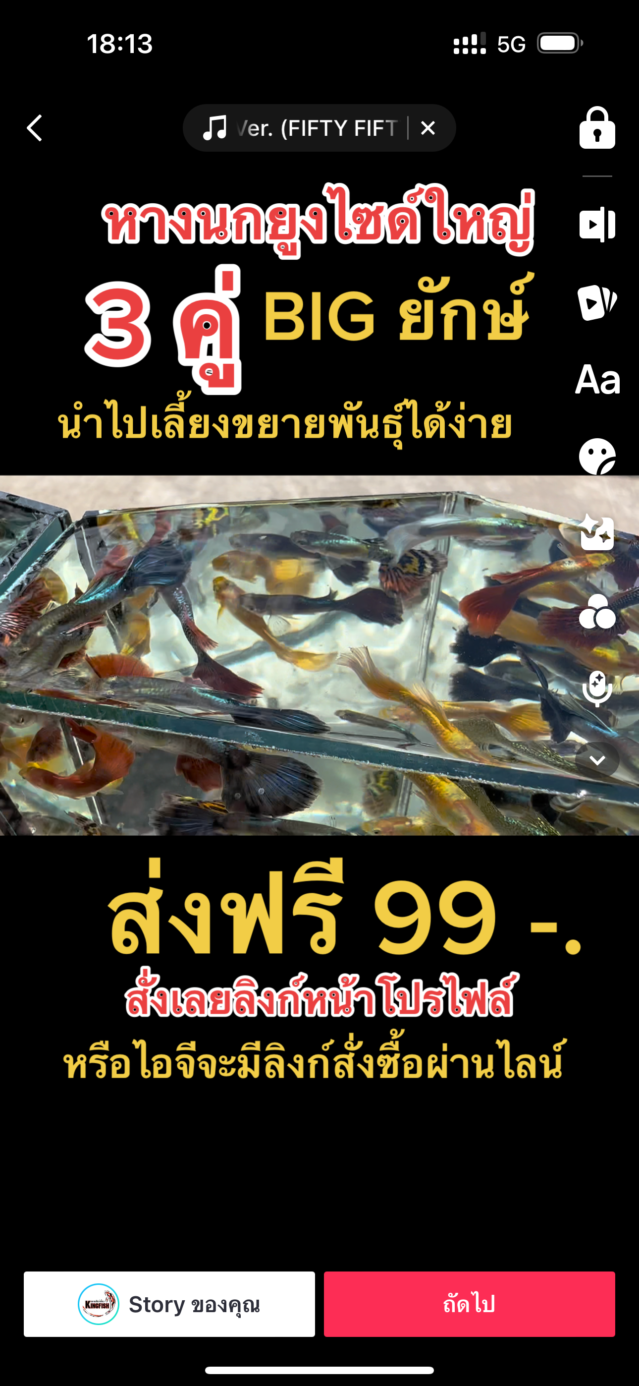 หางนกยูงยักษ์ คู่ 3 คู่ 99 บาท
