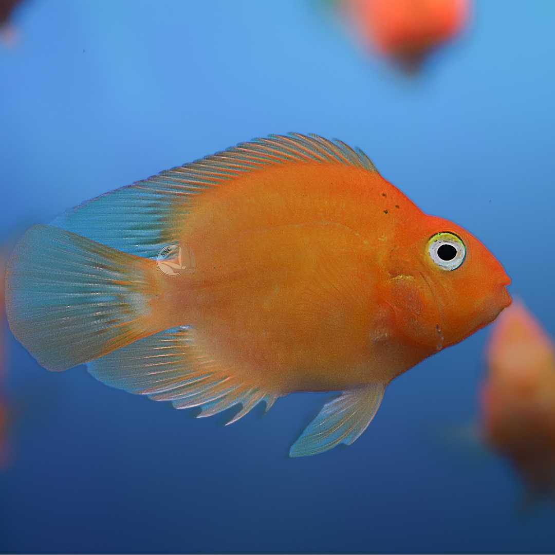 ปลาหมอนกแก้วเหลือง (Yellow Parrot Cichlid) ขายเซทละ 1ตัว/2ตัว  ไซส์ประมาณ 5cm.
