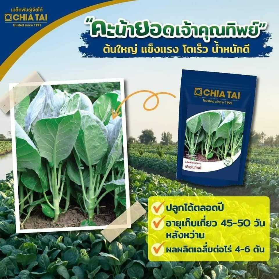 คะน้าเจ้าคุณทิพย์ 500 กรัม