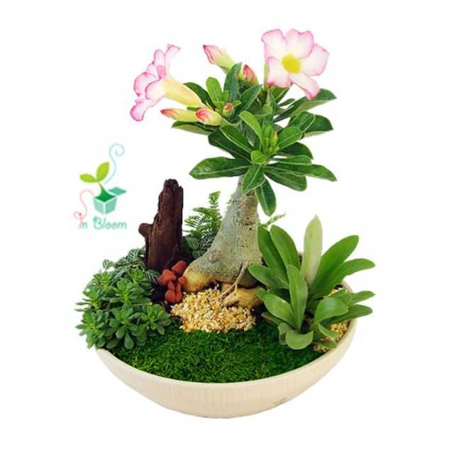ชวนชมเพชรชมพู - ของขวัญต้นไม้ (ส่งเฉพาะกทม.)