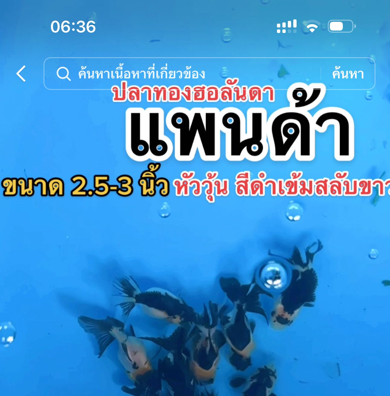 ปลาทองแพนด้า 2 นิ้ว สีสันสวยงาม