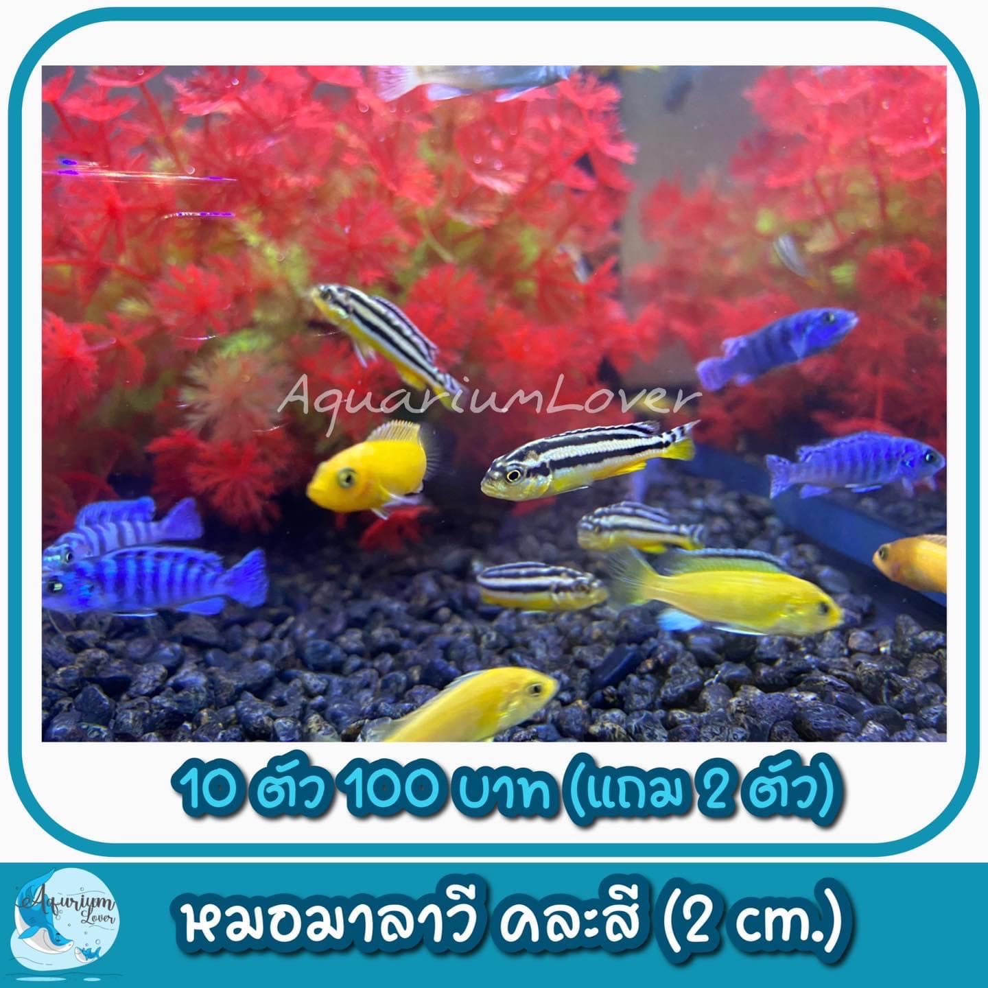 หมอมาลาวีคละสี ขนาด 3 Cm. 10 ตัวเพียง 100 บาท(สินค้ามีรับประกันจากการขนส่ง)