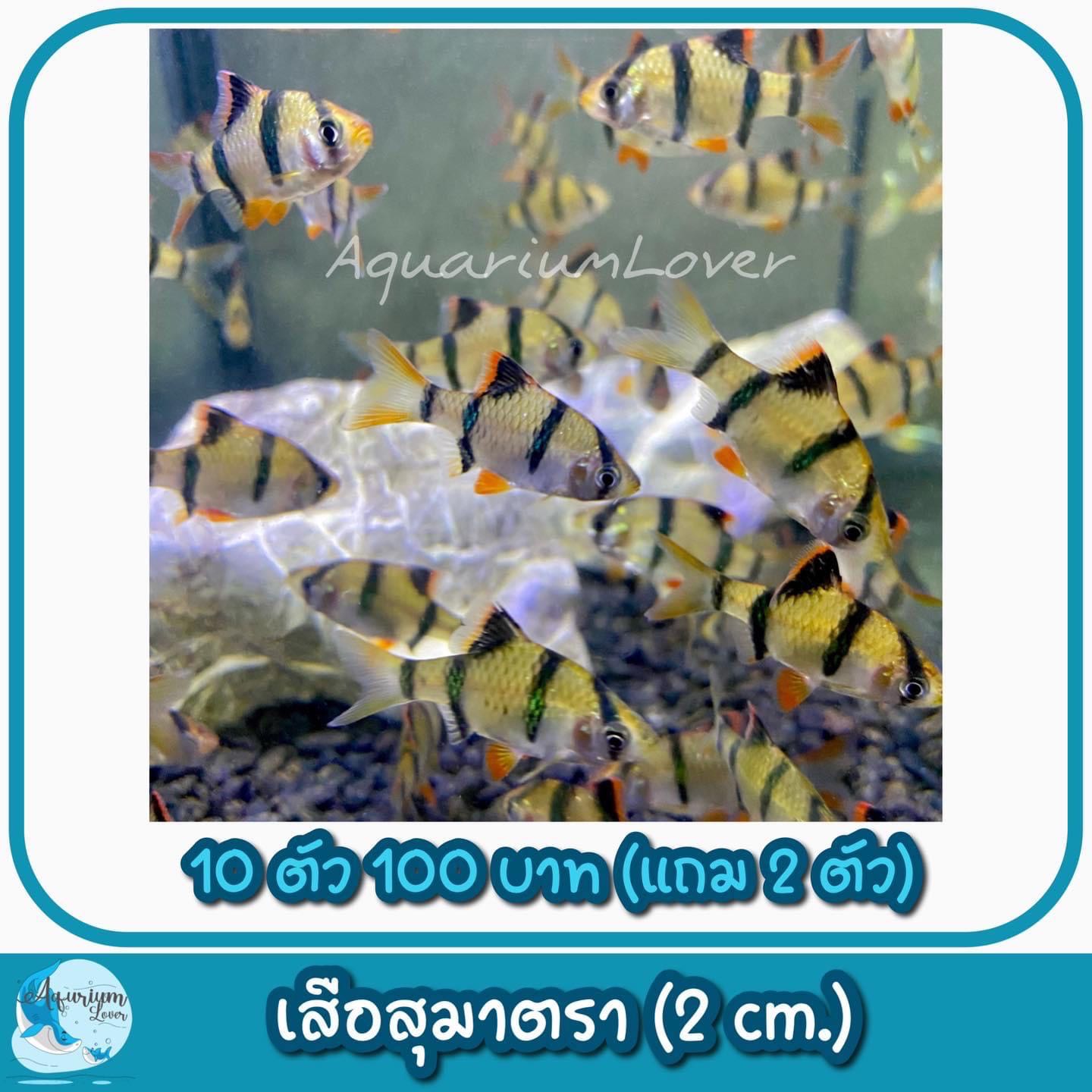 ปลาเสื่อสุมาตรา ขนาด 3 Cm. 10 แถม 2 100