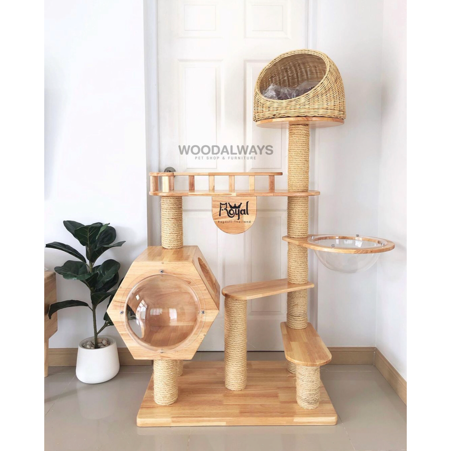 ✨ขายดีที่สุด✨ คอนโดโดมหวาย / Catcondo-10